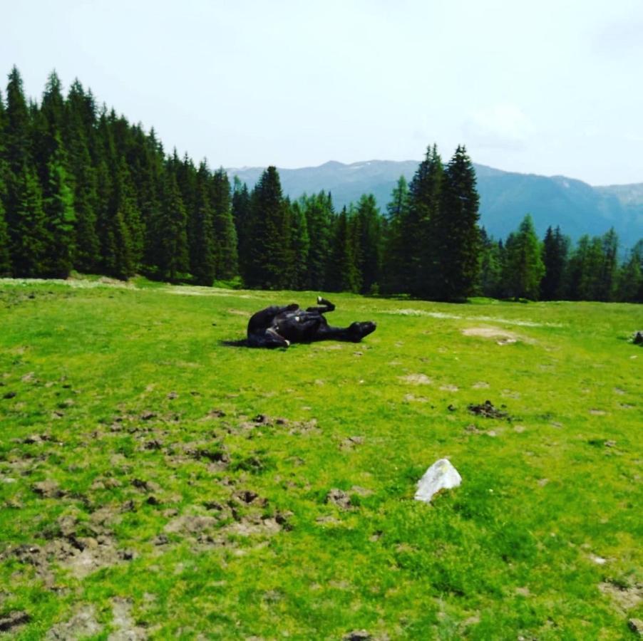 Lindbichlhof Urlaub Am Bio Bauernhof Sankt Johann im Pongau Exterior foto